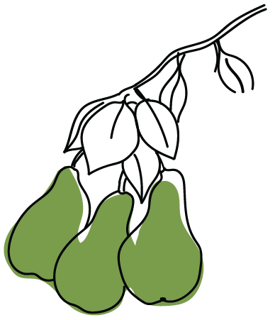 Pear Illustration