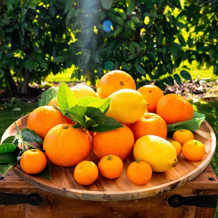 Spring Fruits oranges and Lemons